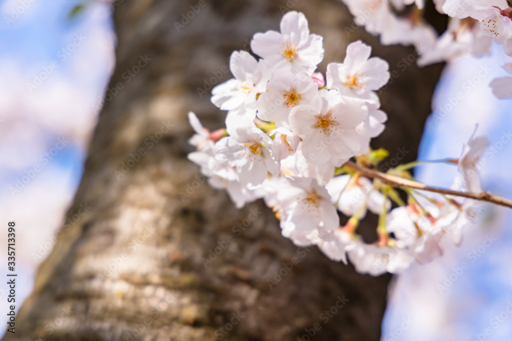 青空と美しい桜の花