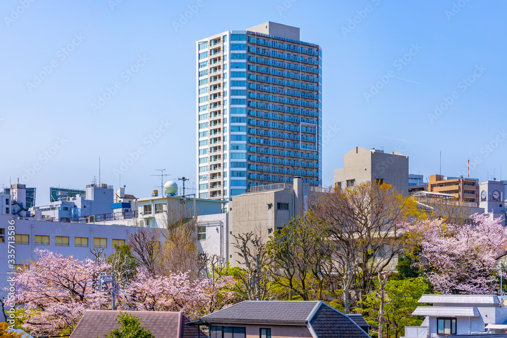 都会に咲く美しい桜の木