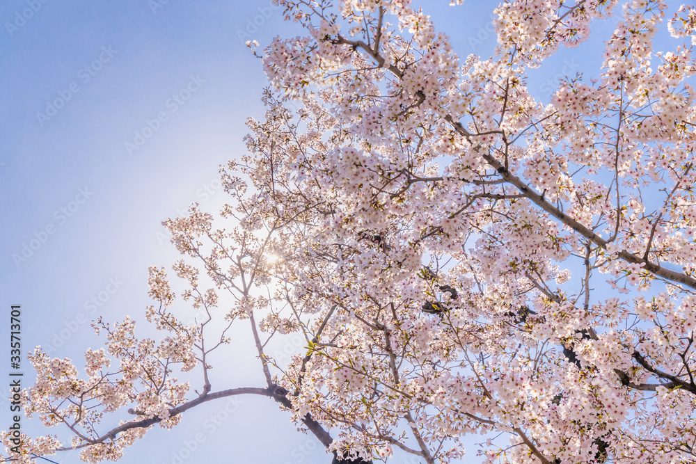 青空と美しい桜の花