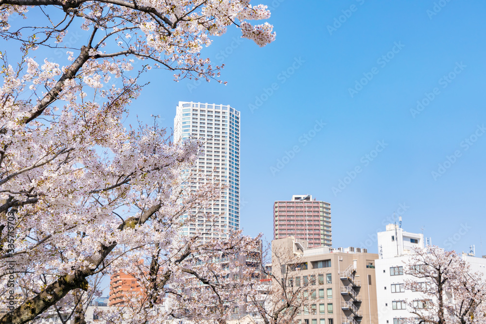 都会に咲く美しい桜の木