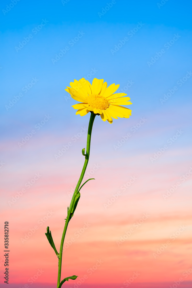 Blooming yellow daisies and beautiful sky.