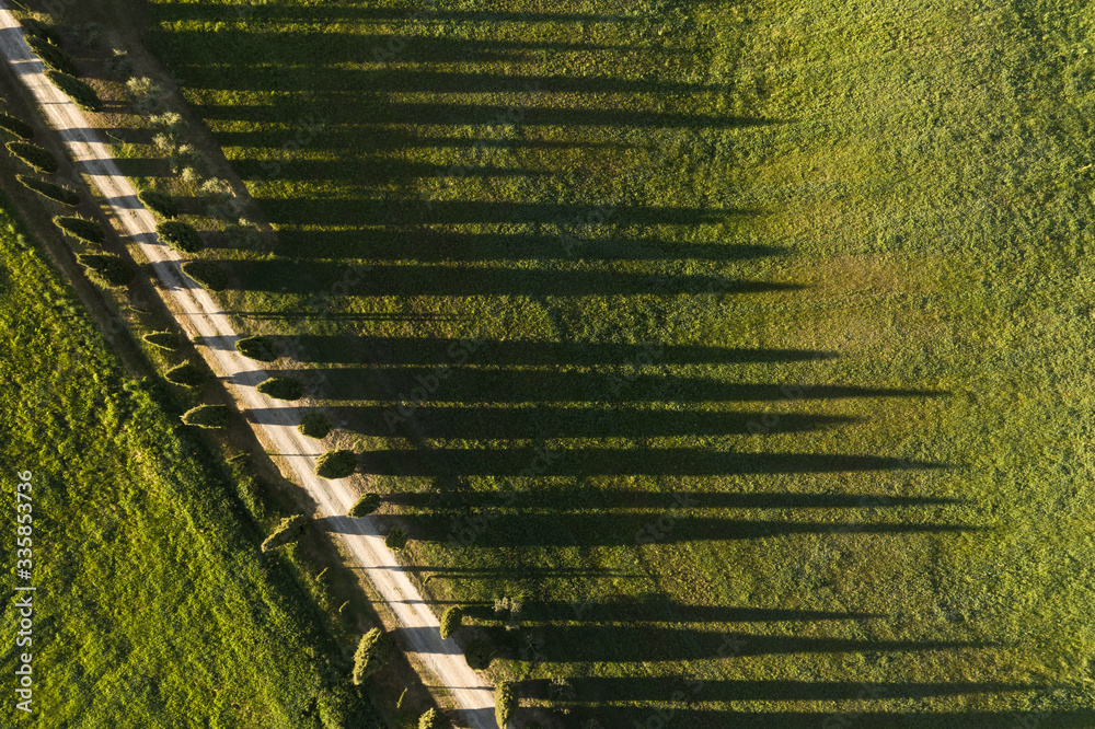 Aerial view of green cypress trees. Siena, Italy.