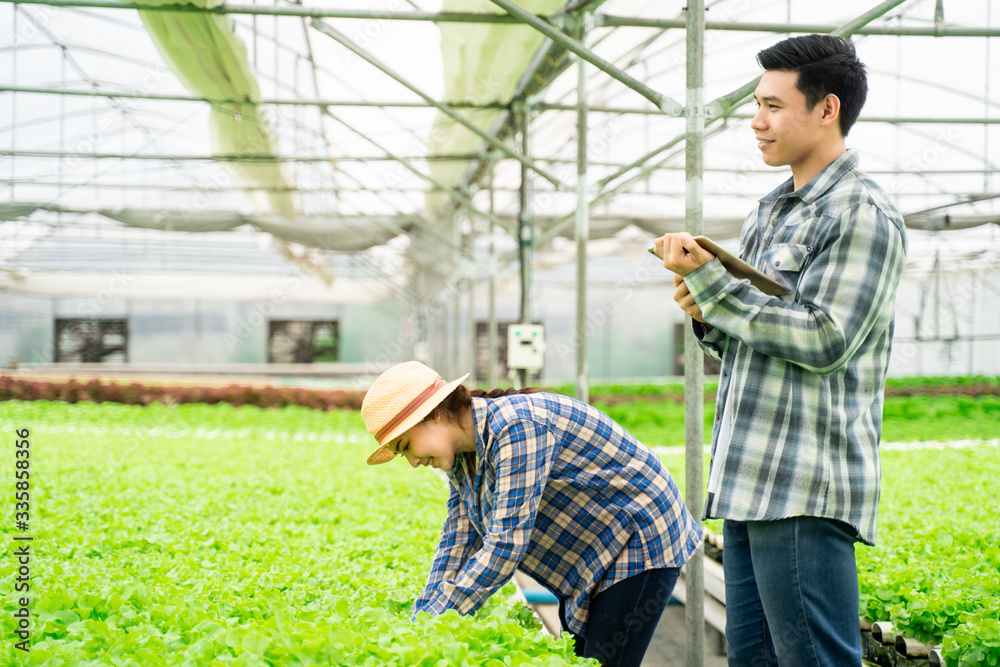 Two Asian couple farmers working in vegetables hydroponic farm with happiness. There are looking and