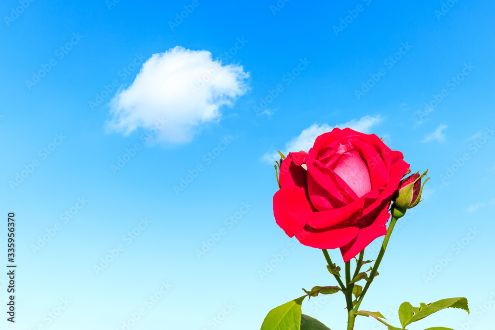 A red rose flower and blue sky background.