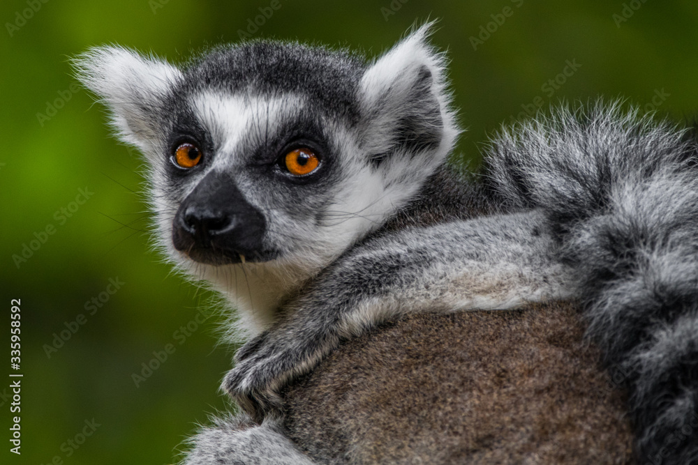 lemur on a tree