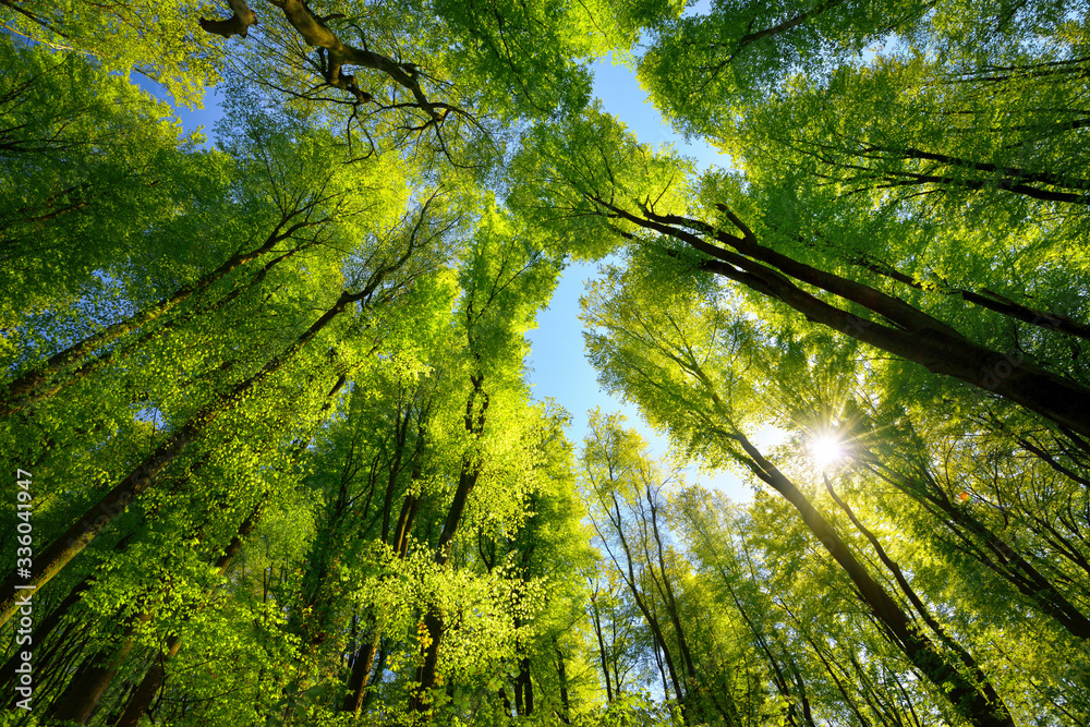 Majestic upwards view to the treetops in a beech forest with fresh green foliage, sun rays and clear