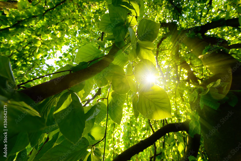 Worms eye view of beautiful trees and branch with鲜艳的绿叶和阳光明媚的throug