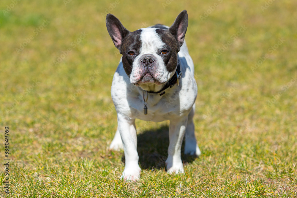 阳光明媚、绿草如茵的花园里的法国斗牛犬