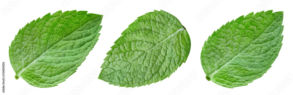 Collection mint isolated on white background. Mint leaf clipping path. Mint macro studio photo