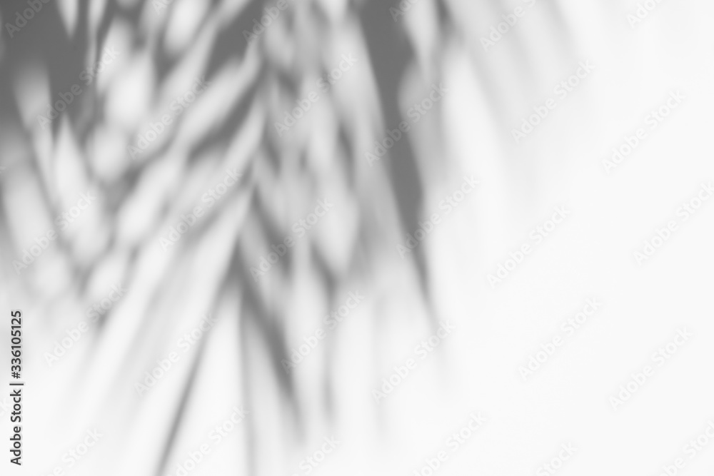 abstract background of shadows palm leaves on a white wall. White and Black