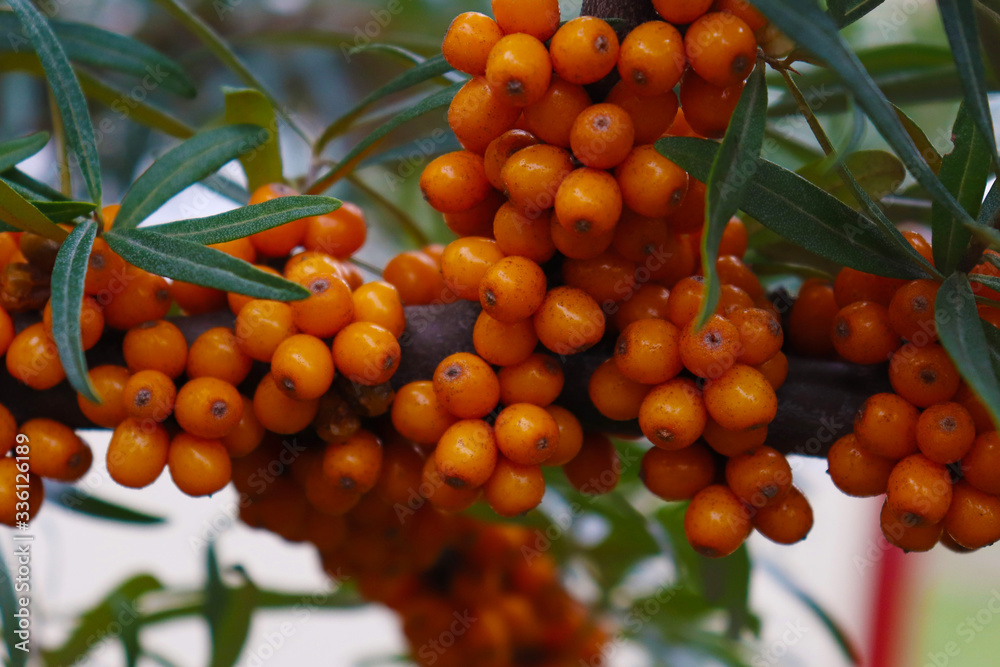 branch of sea buckthorn berries