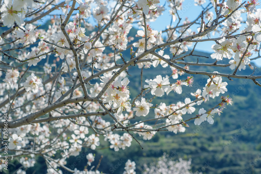 春天开白花的杏仁树枝