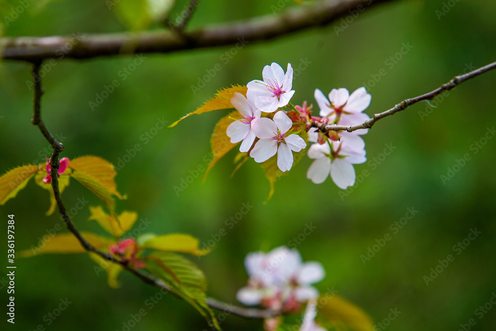 Awe light Pink flowers of cherry tree, Beauty of nature in moscow Japanese garden 