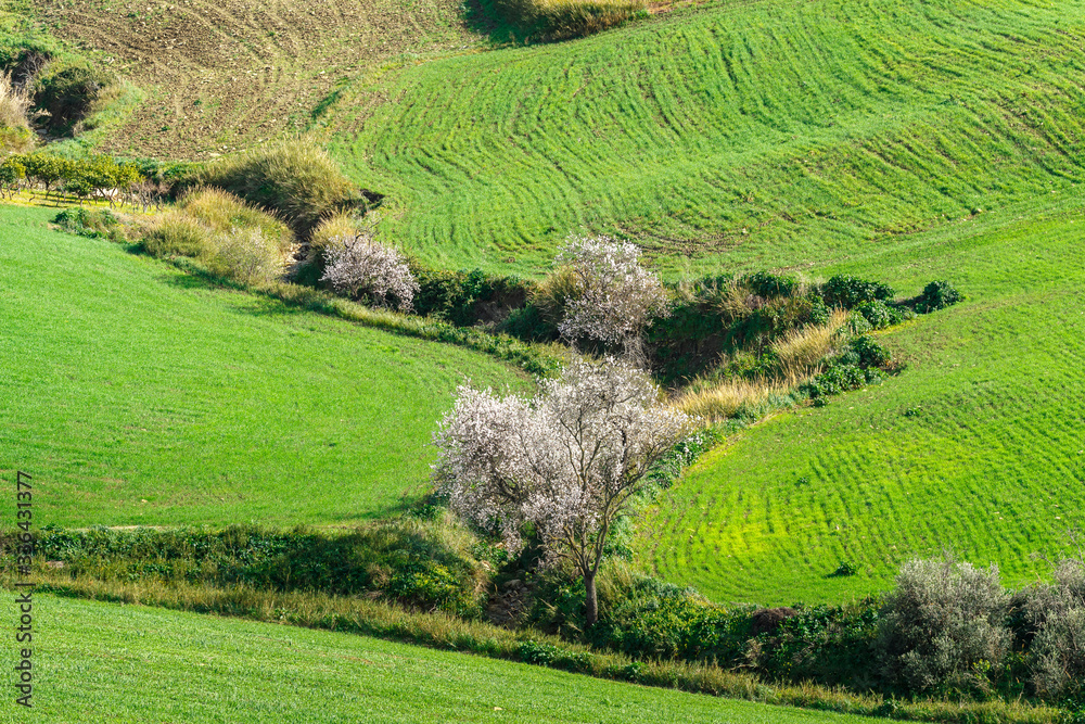 spring landscapes in Sicily, Italy