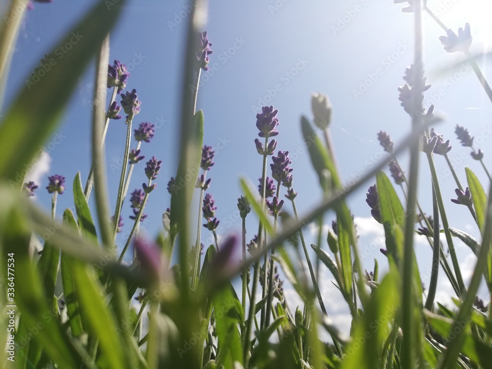 grass and blue sky