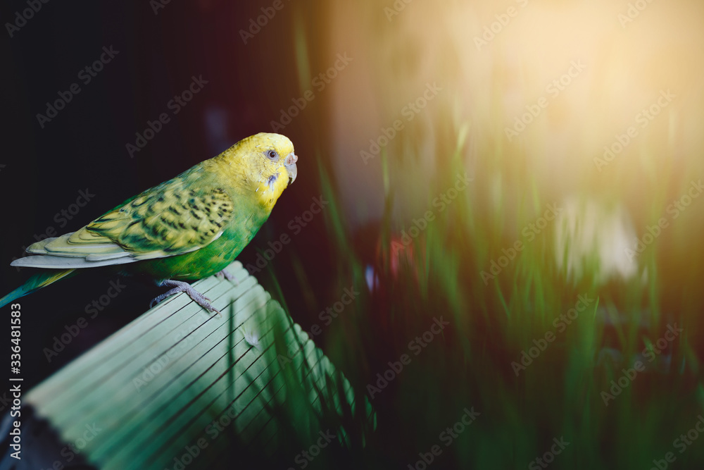 a green budgie sits next to the green grass