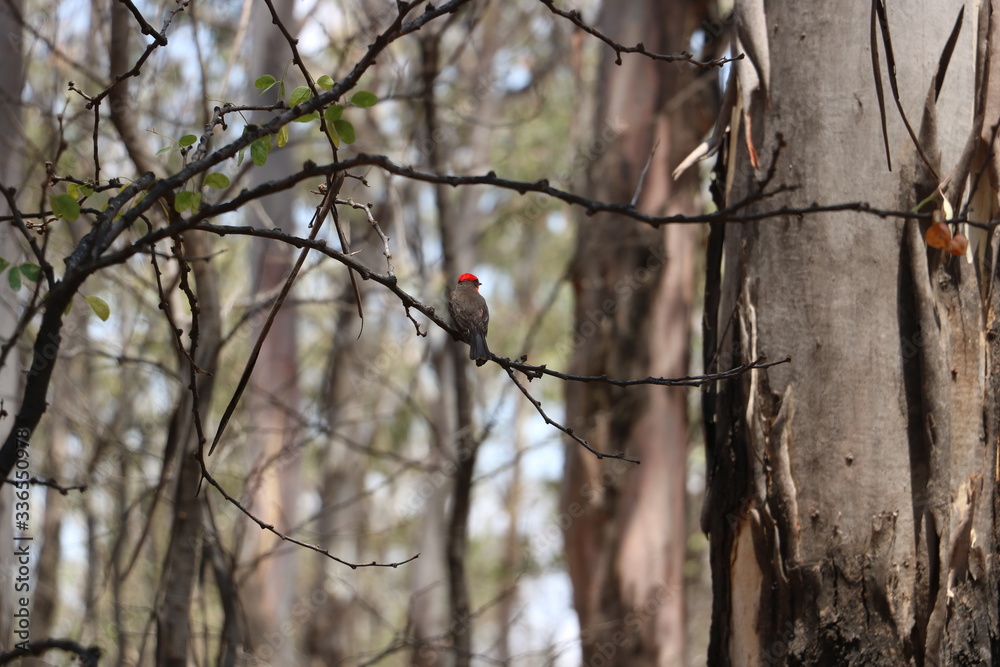 Red bird in tree