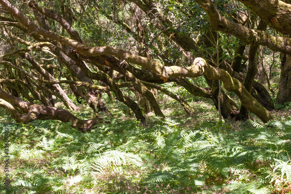 Erica arborea Baumheide im Lorbeerwald auf La Gomera