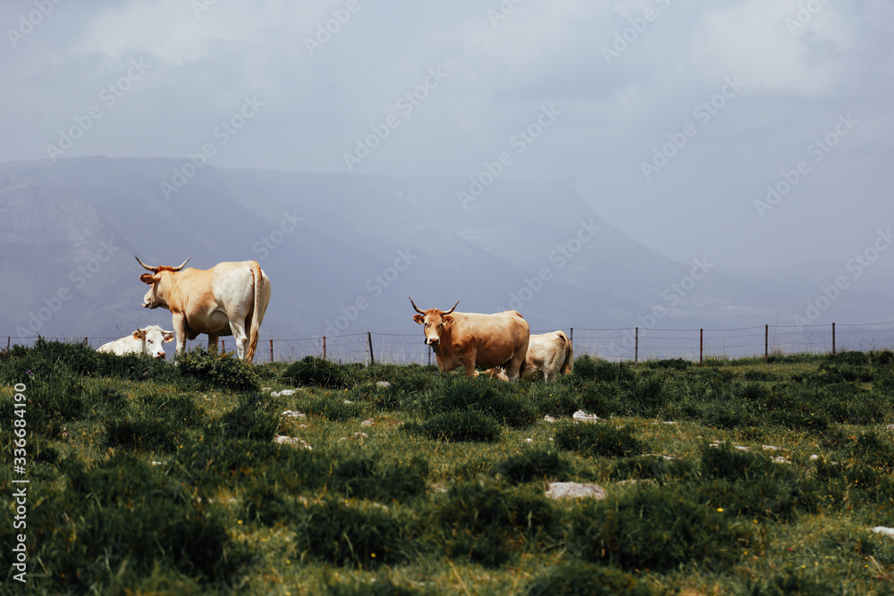 Mountain landscape with cows.  Calm atmosphere