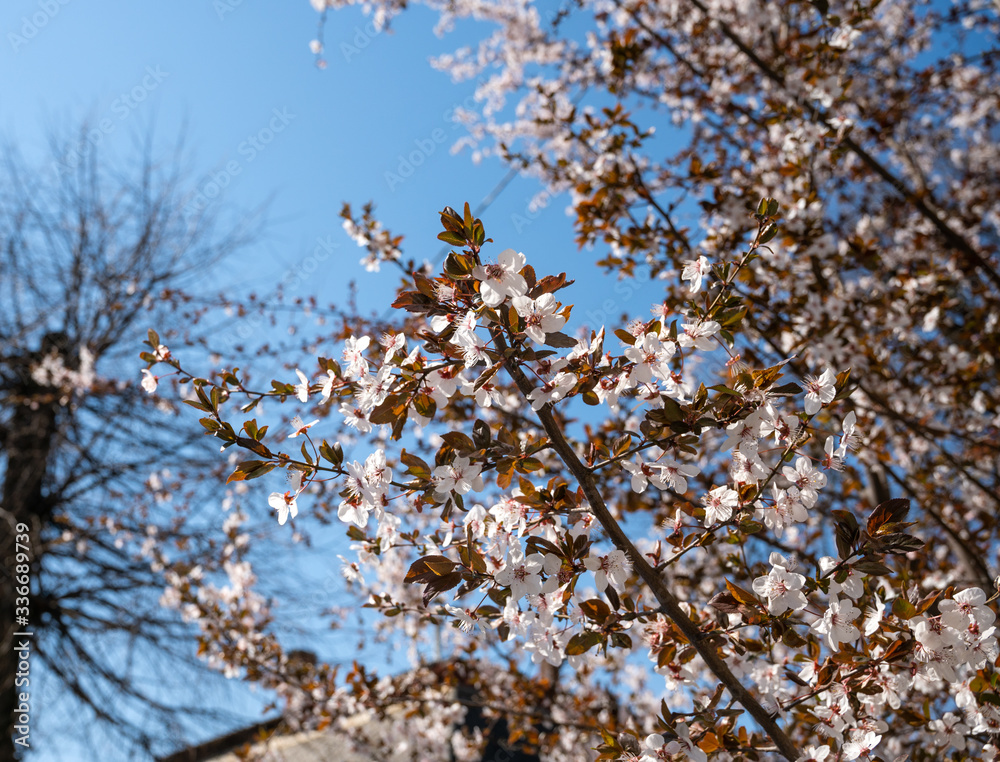 Flowering trees with white flowers