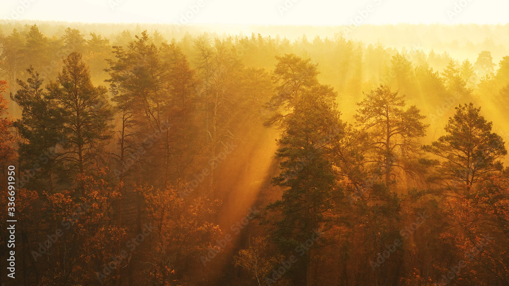 A purple, warm sunset in the autumn forest.