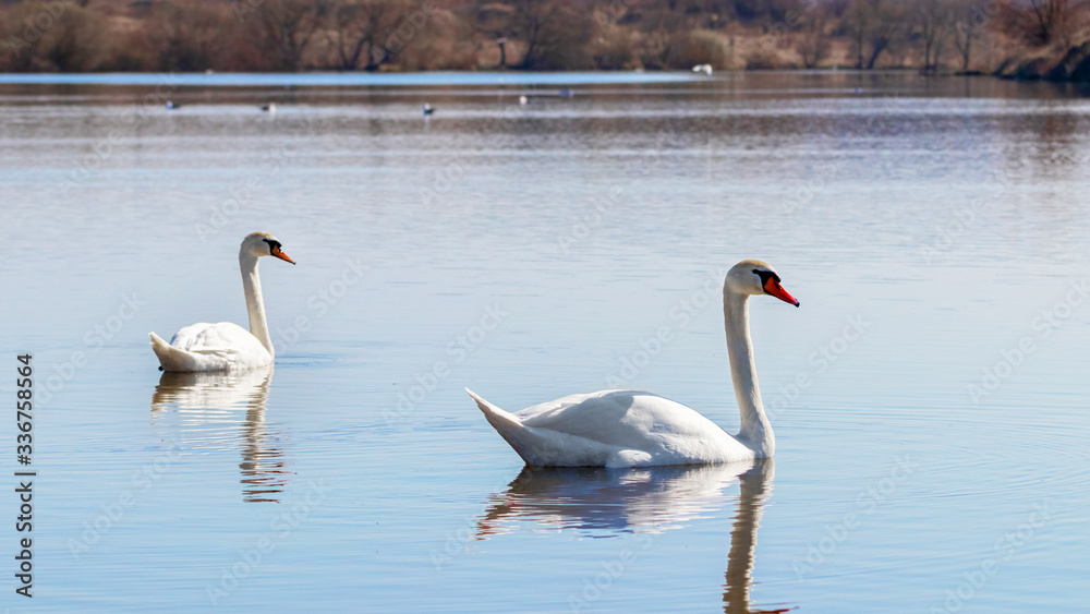 Two white swans floating on the river