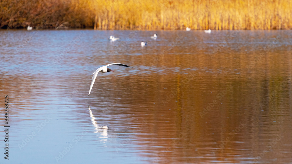 The seagull flies above over the lake and is reflected in the water