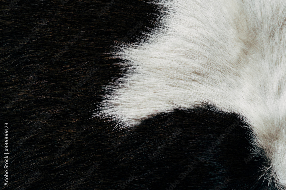 Black cow hide background