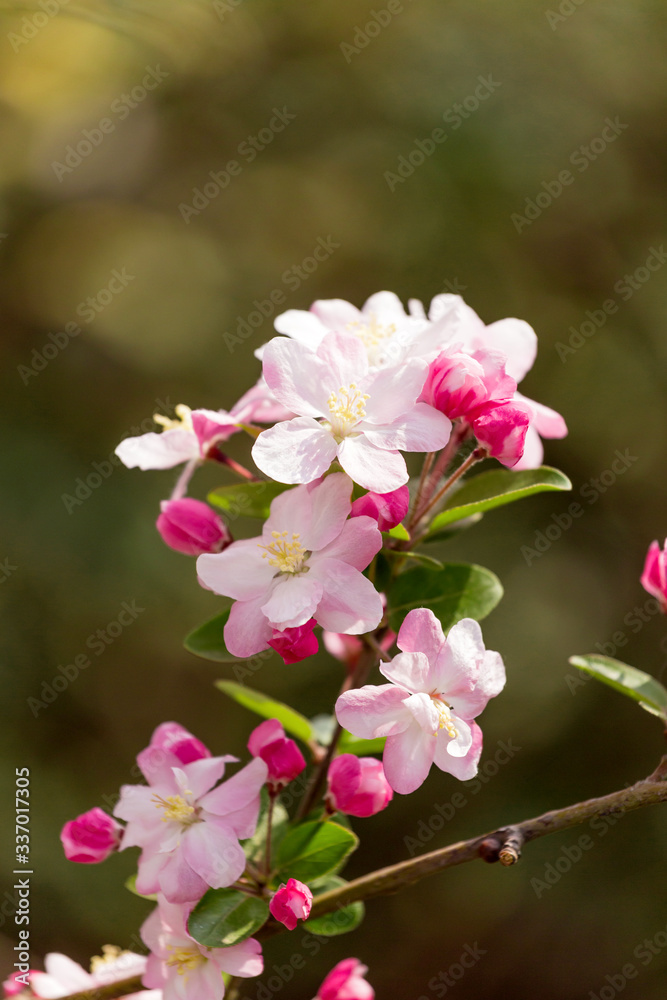 美丽芳香的海棠