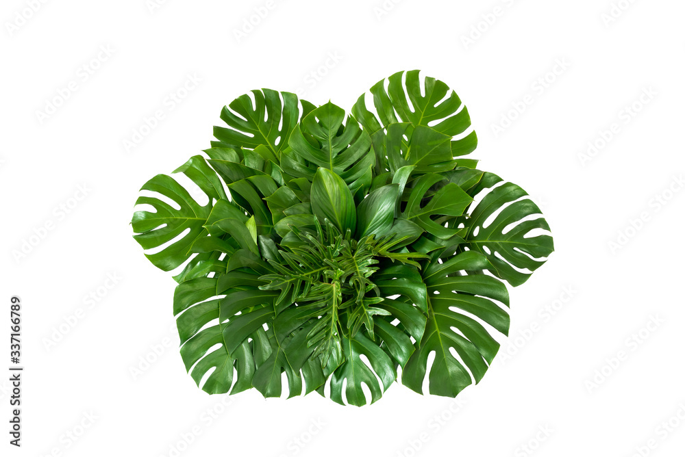 Green leaves of tropical plants bush (Monstera, palm, rubber plant, pine, bird’s nest fern) floral a