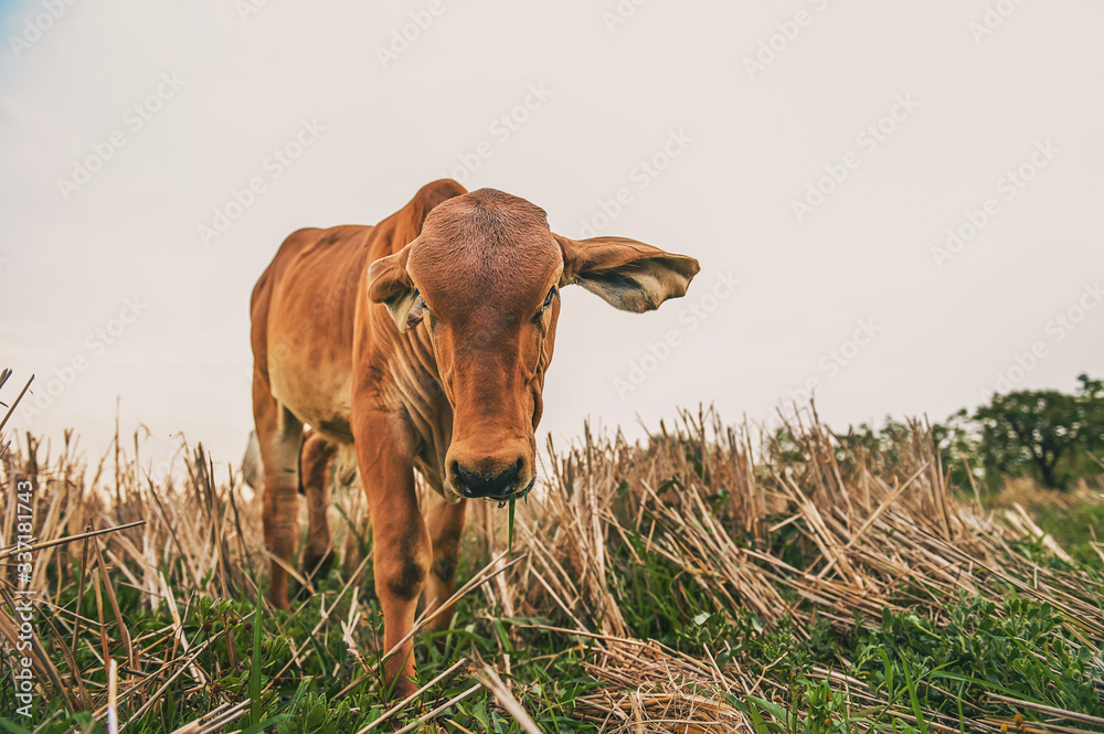 red cows standing at farm