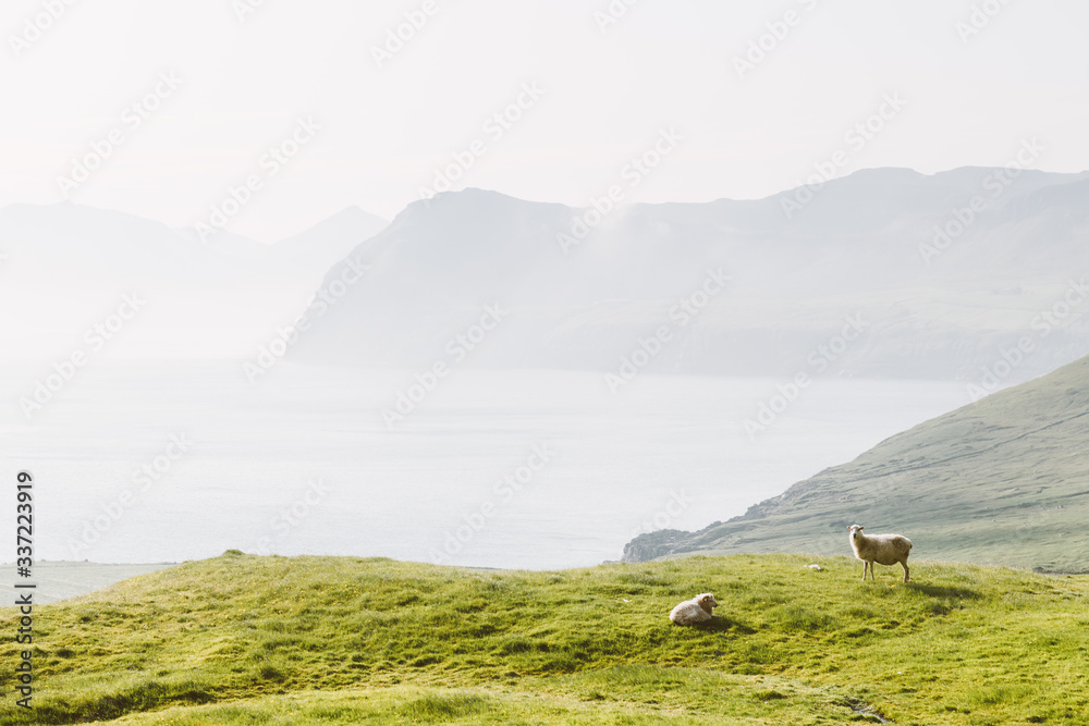 夏日法罗群岛的晨景，前景是绵羊。丹麦斯特里莫岛。陆地