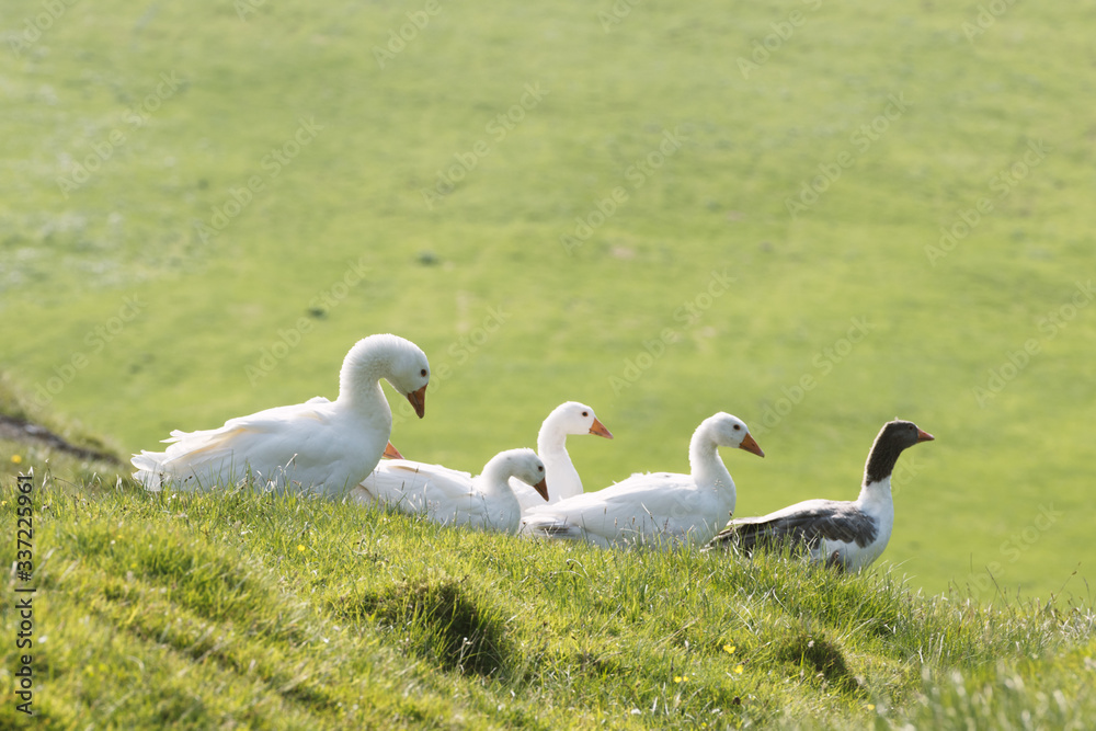 White and gray domestic geese in green grass. Faroe islands, Denmark