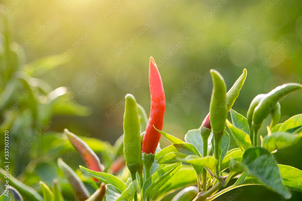 Red chilli peppers in the organic garden farm