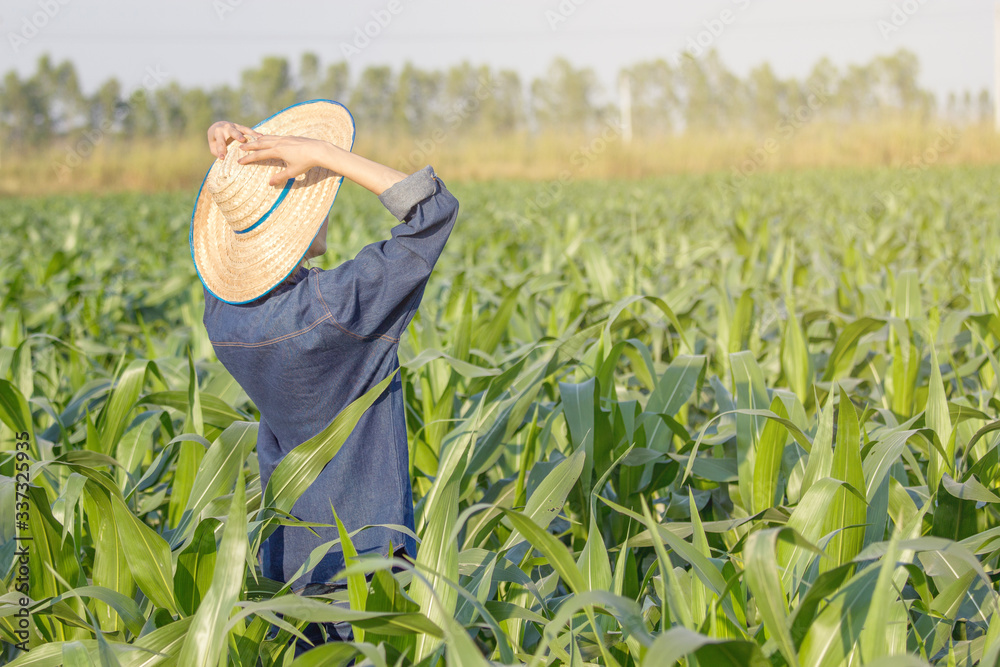 A female farmer raised hands with hat at corn farm