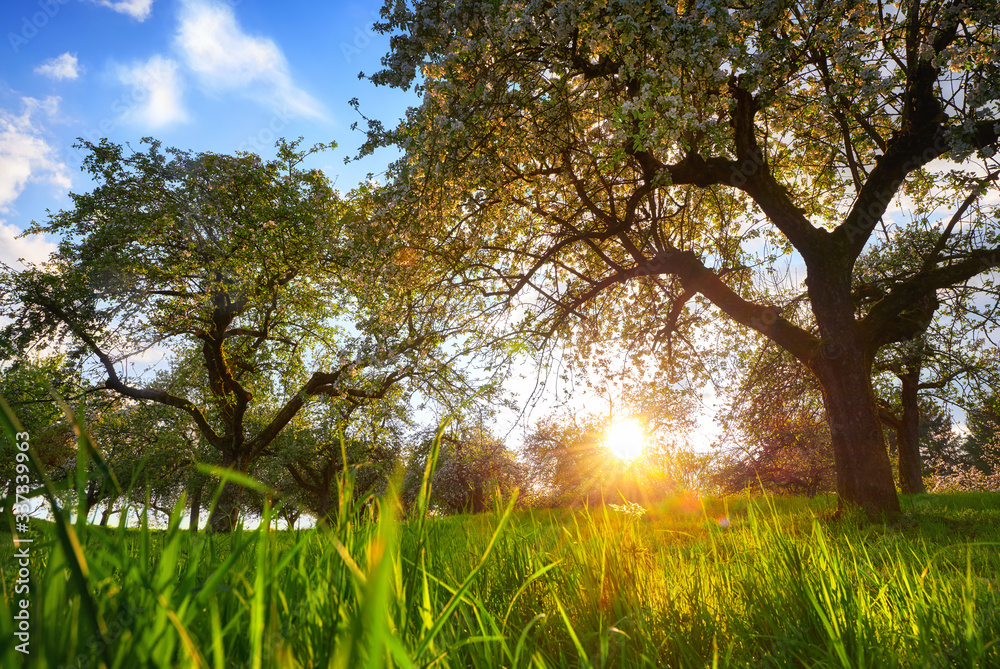 Setting sun framed by two trees on a green meadow with blades of grass in the foreground and blue sk