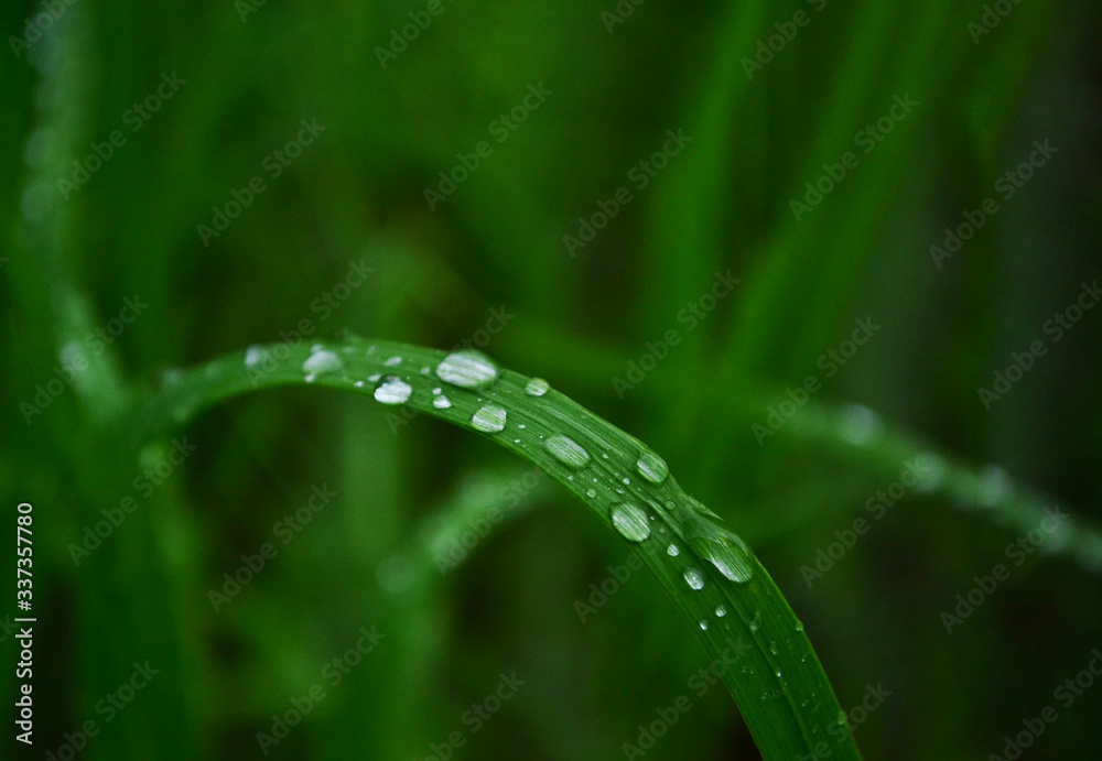 草地、阳光和水滴的生态自然背景——散焦散焦。