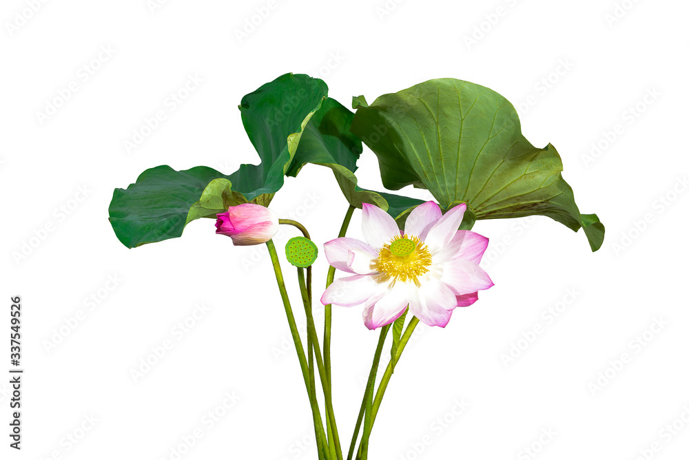 Big green lotus leaf isolated on white background. Saved with clipping path (Lotus used to worship)