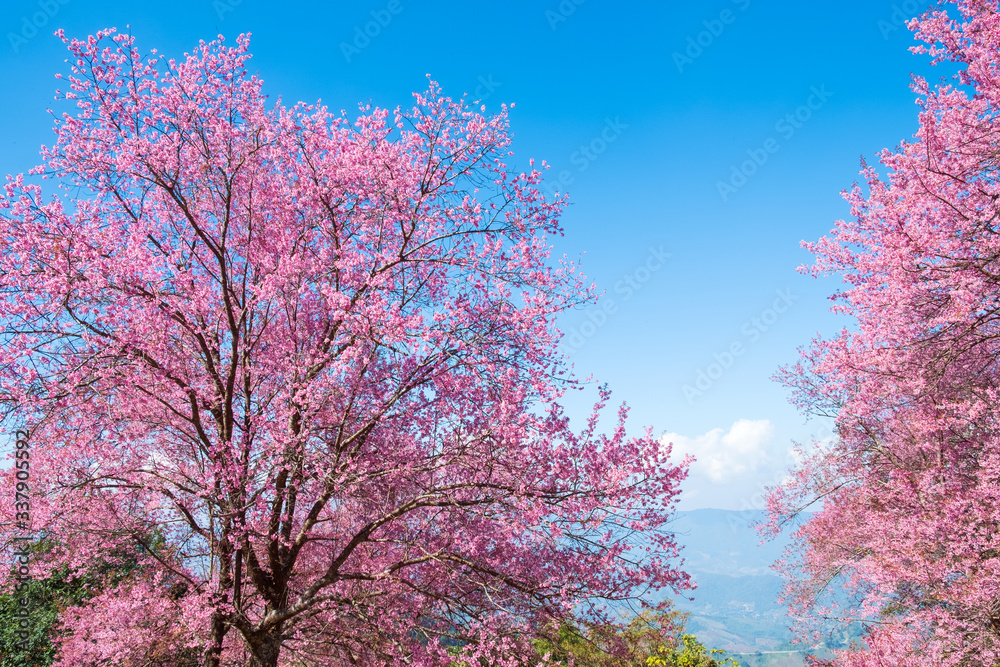 春天蓝天上美丽的樱花。清仓清莱的樱花树