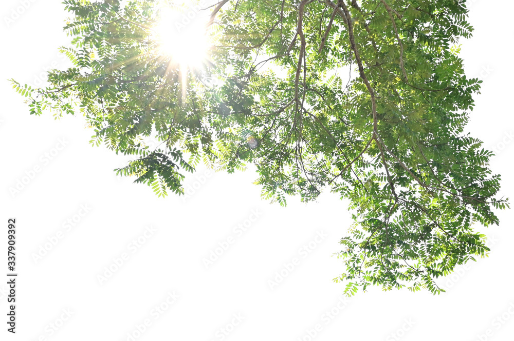 sunshine with green leaf on white background