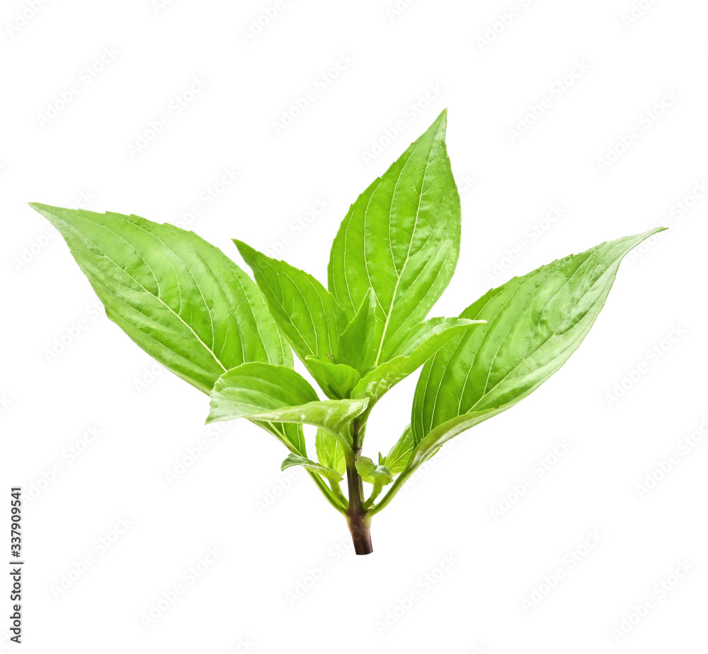 closeup basil leaf isolate on white background