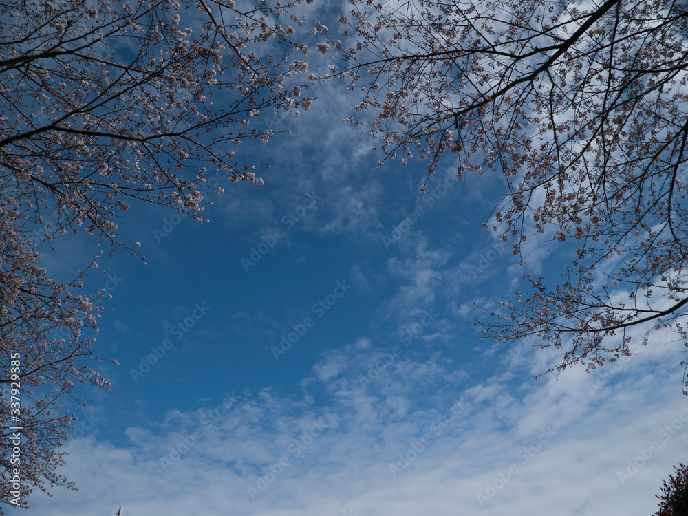 見上げた桜と春の空