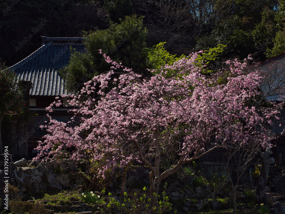 一本桜