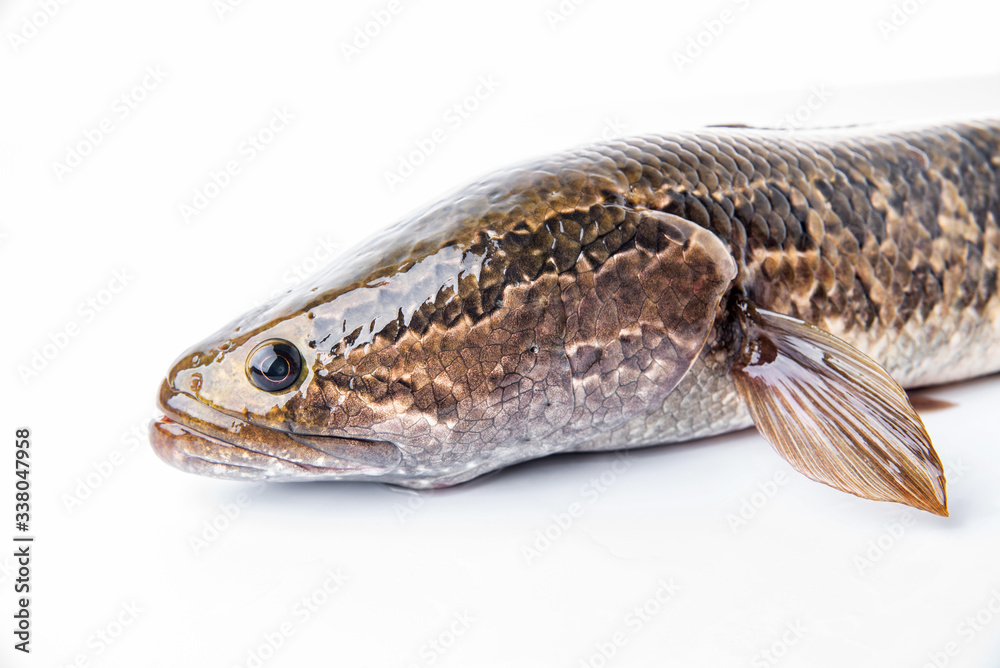 A fresh black fish on a white background