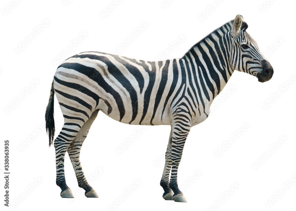 zebra isolated