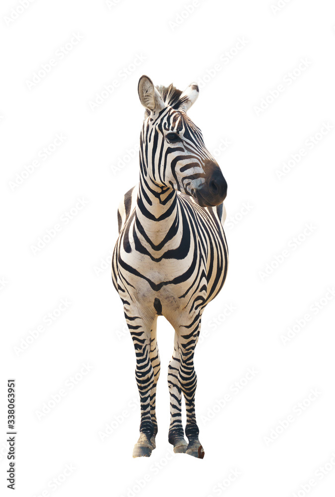 zebra isolated