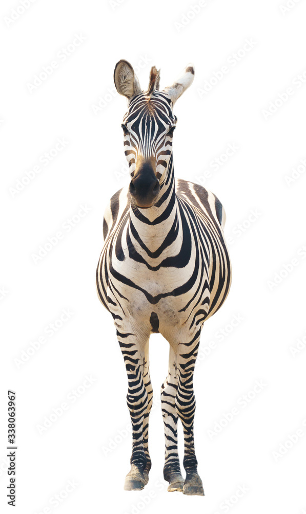 zebra isolated