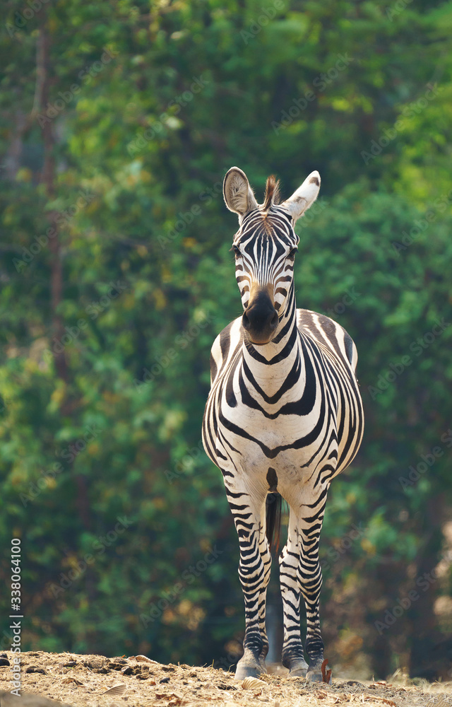 zebra standing alone