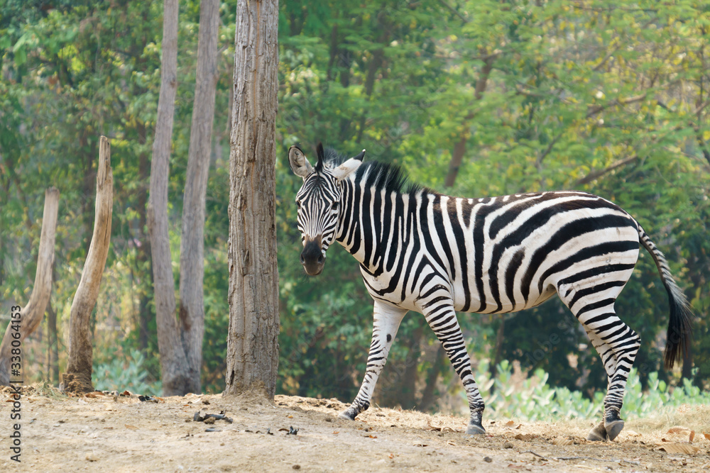 zebra standing alone