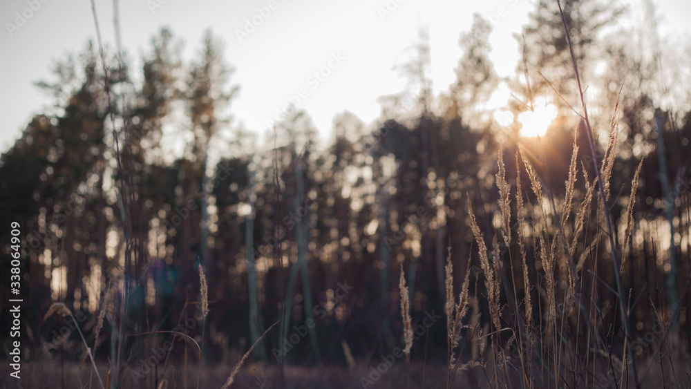 sunset in the forest